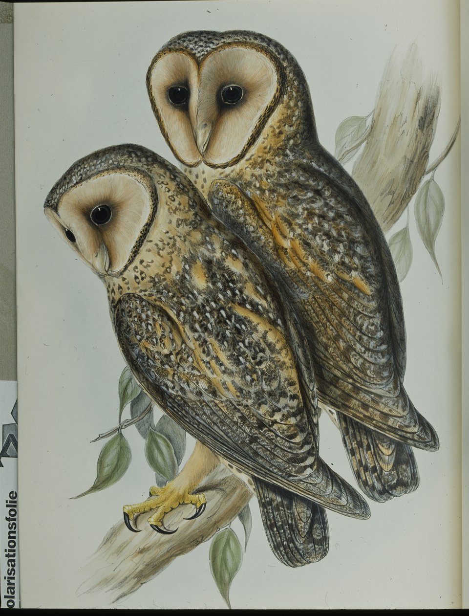 Coruja de Celeiro mascarada (Strix Personata) (litho colorido à mão) de John (after) Gould