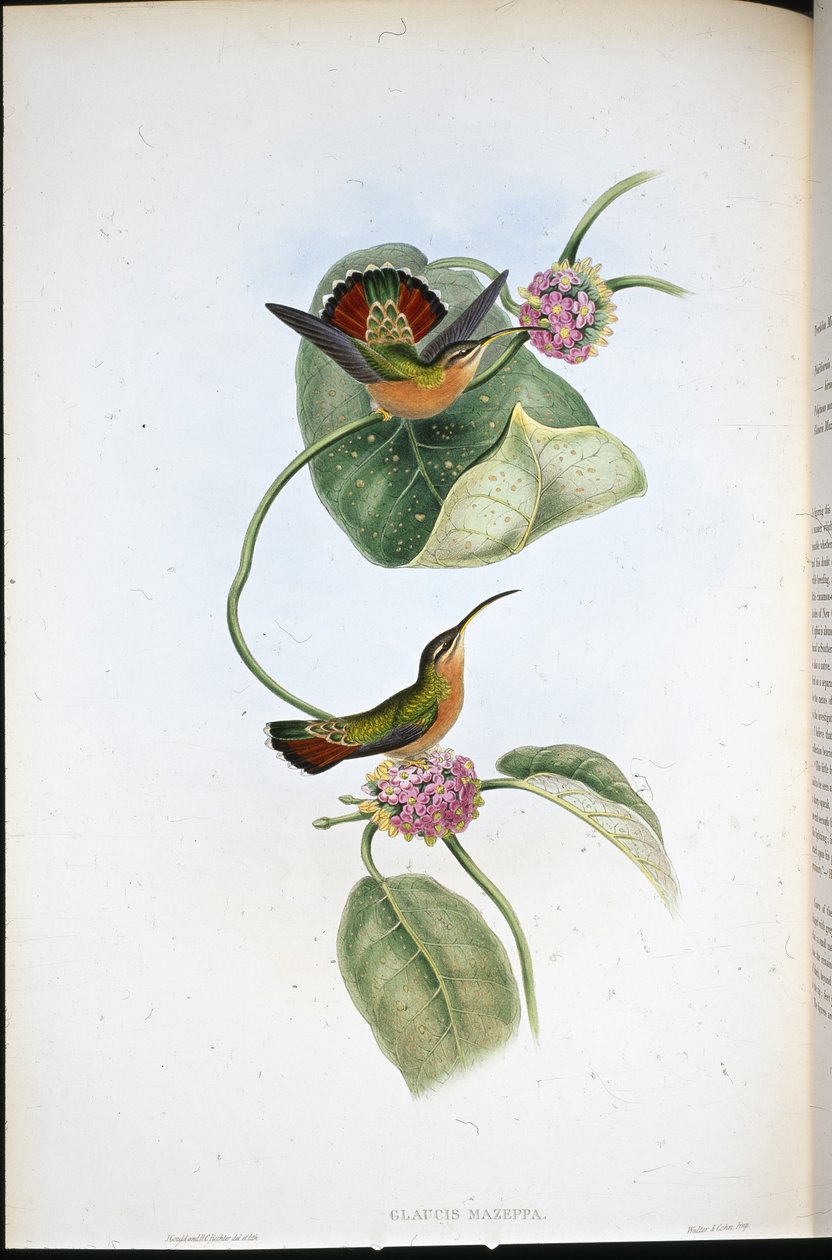 Eremita Mazeppa (Glaucis Mazeppa) (litografia colorida à mão) de John (after) Gould