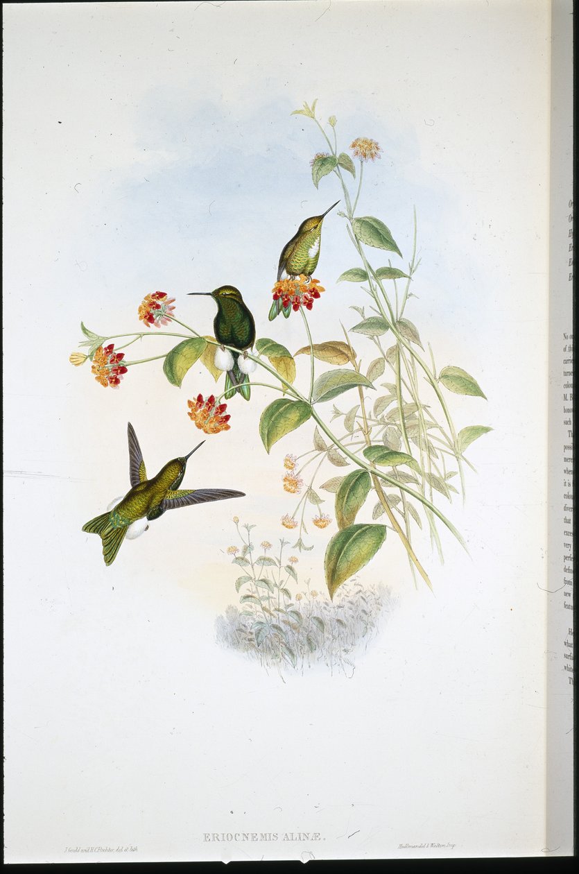 Puff-leg metálico (Eriocnemis Alinae) (litho colorido à mão) de John (after) Gould