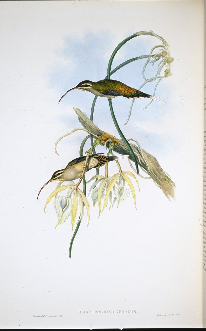 Eremita Mexicana (Phaethornis Cephalus) (litho colorido à mão) de John (after) Gould