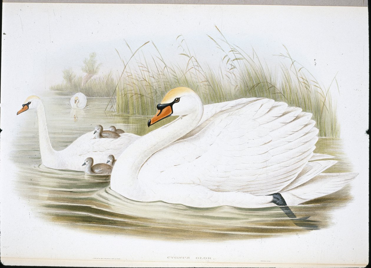 Cisne Mudo (Cygnus Olor) (cor da mão) de John (after) Gould
