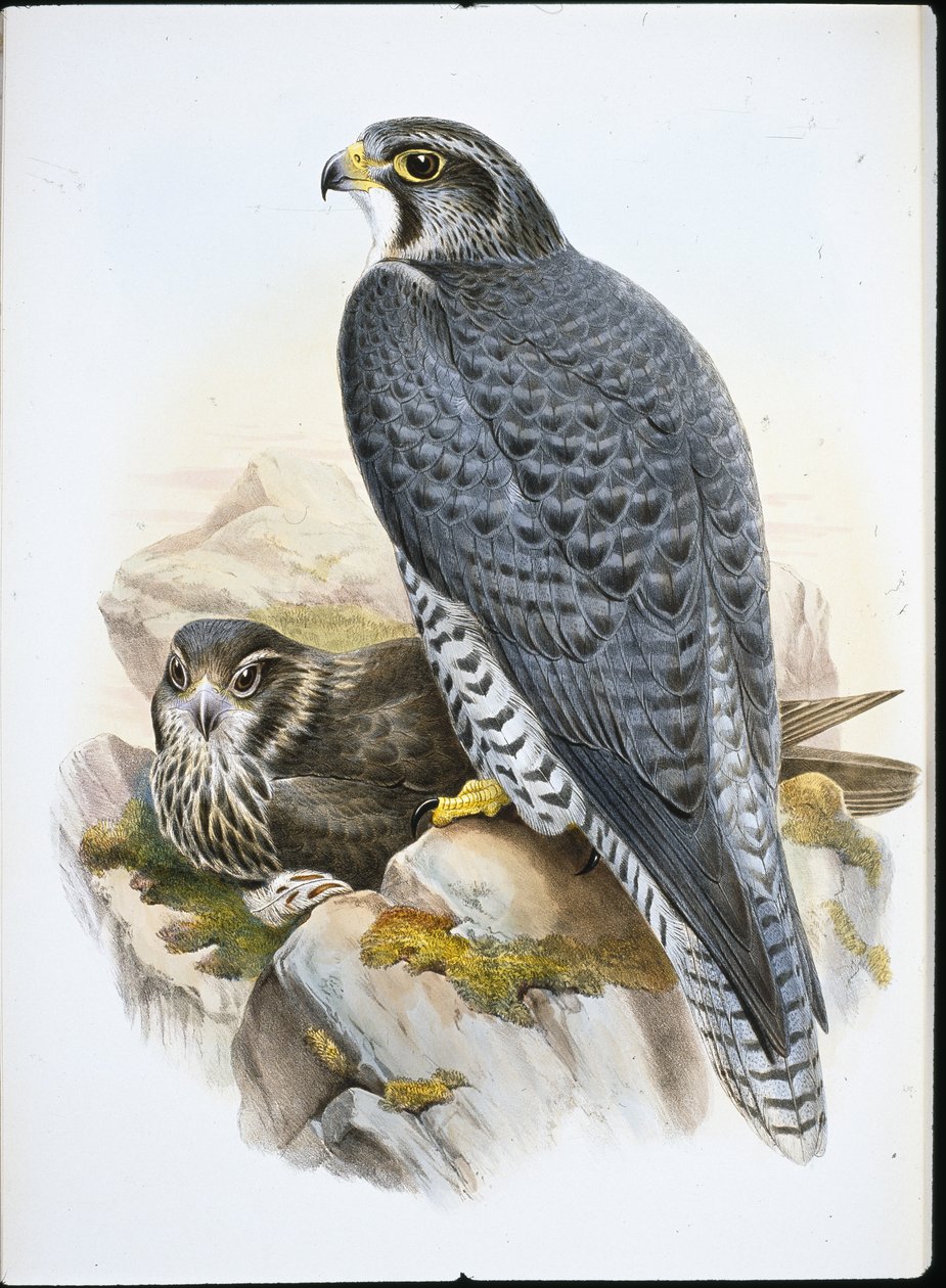 Falcão Norueguês ou Gyrfalcon Falcão (Falco Gyrfalco) (cor da mão) de John (after) Gould