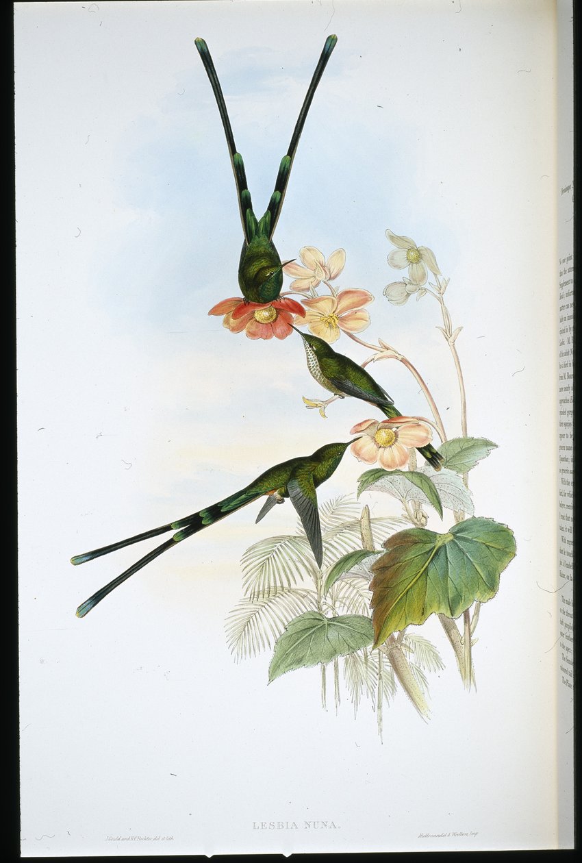 Nouna-koaliI (Lesbia Nuna) (litho cor de mão) de John (after) Gould