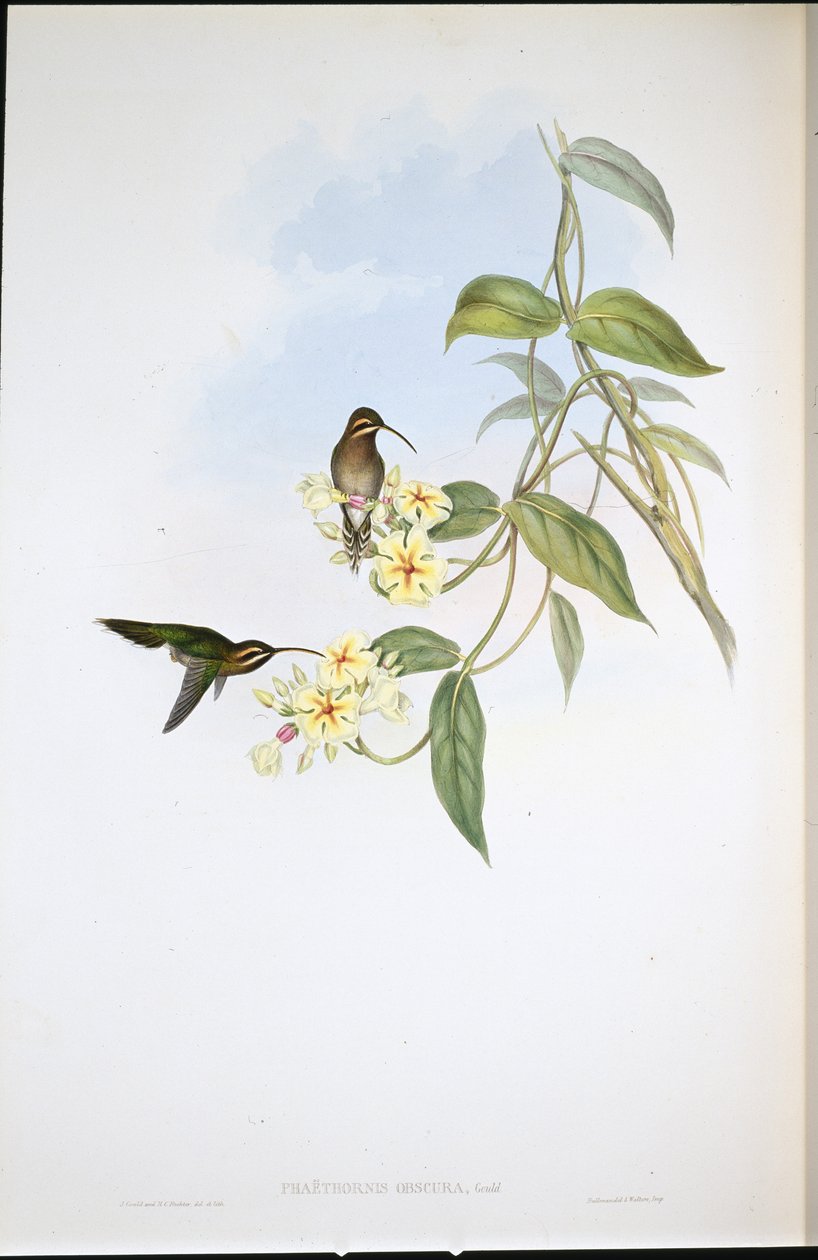 Eremita Obscura (Phaethornis Obscura) (litho colorido à mão) de John (after) Gould