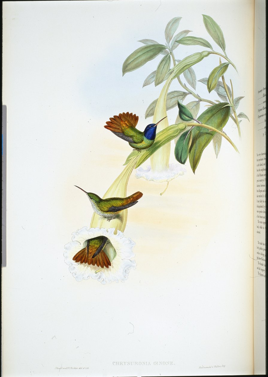 Colibri-beija-flor (Chrysuronia oenone) (cor da mão) de John (after) Gould