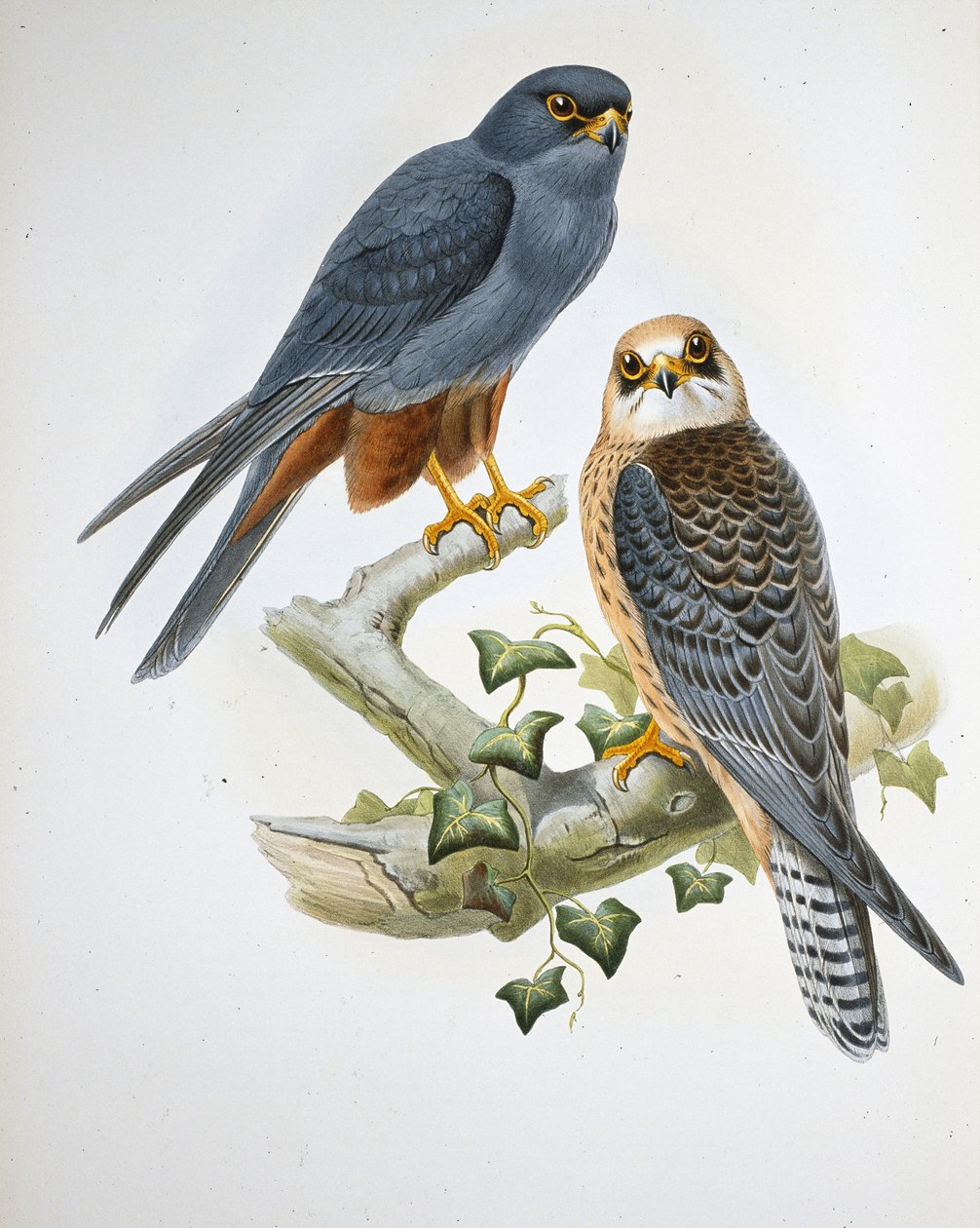 Hobby de pernas laranja (Erythropus Vespertinus) (Litho de cor de mão) de John (after) Gould