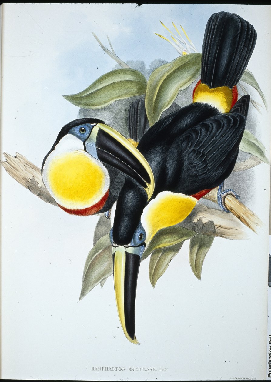 Tucano Osculante (Ramphastos Osculans) (litho colorido à mão) de John (after) Gould