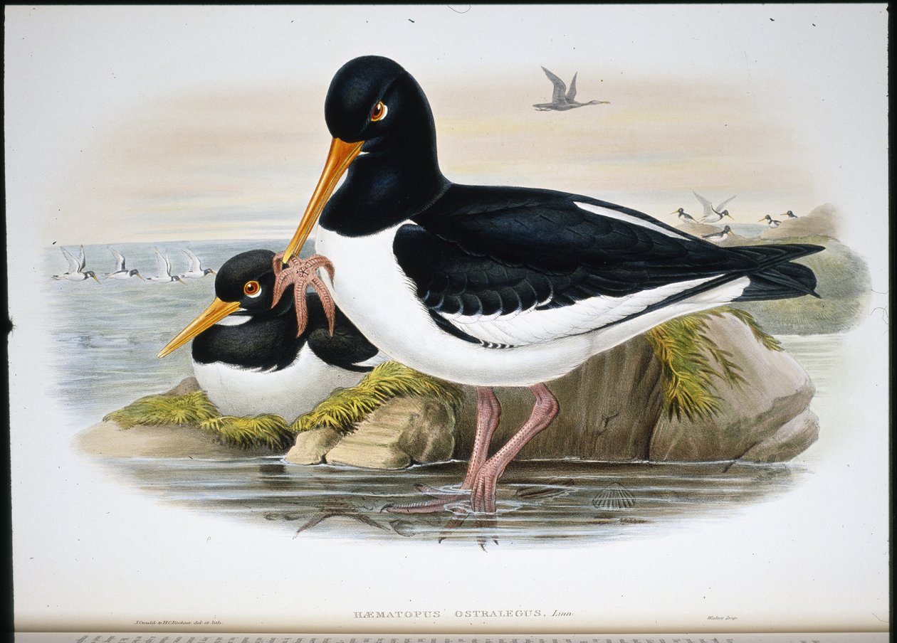 Oyster Catcher (Heamatopus Ostralegus) (litho colorido à mão) de John (after) Gould