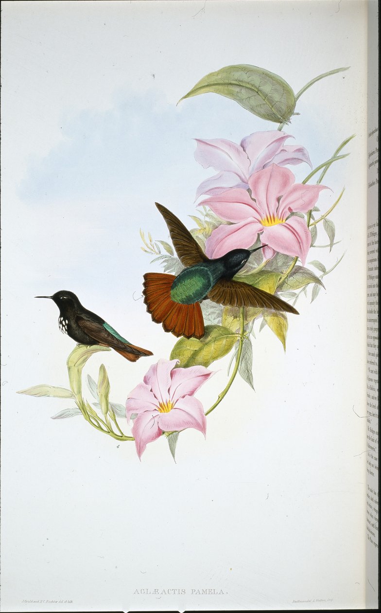 Raio de Sol de Pamela (Aglaeactis Pamela) (litho colorido à mão) de John (after) Gould