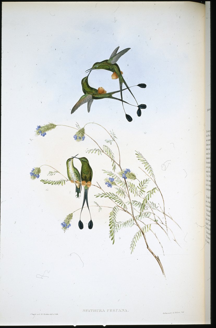 Raquete Peruana (Spathura Peruana) (cor da mão) de John (after) Gould