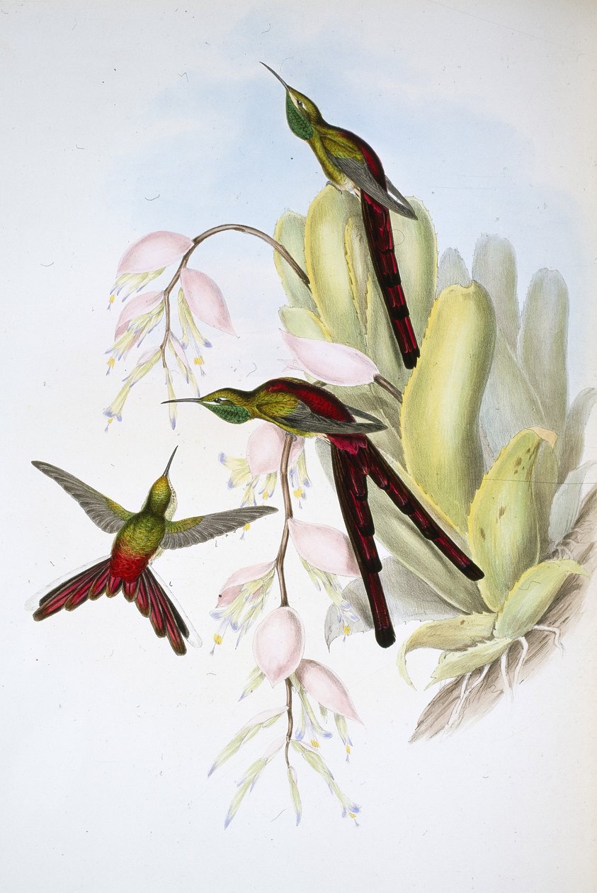 Phaon Comet (Cometes Phaon) (litro cor de mão) de John (after) Gould