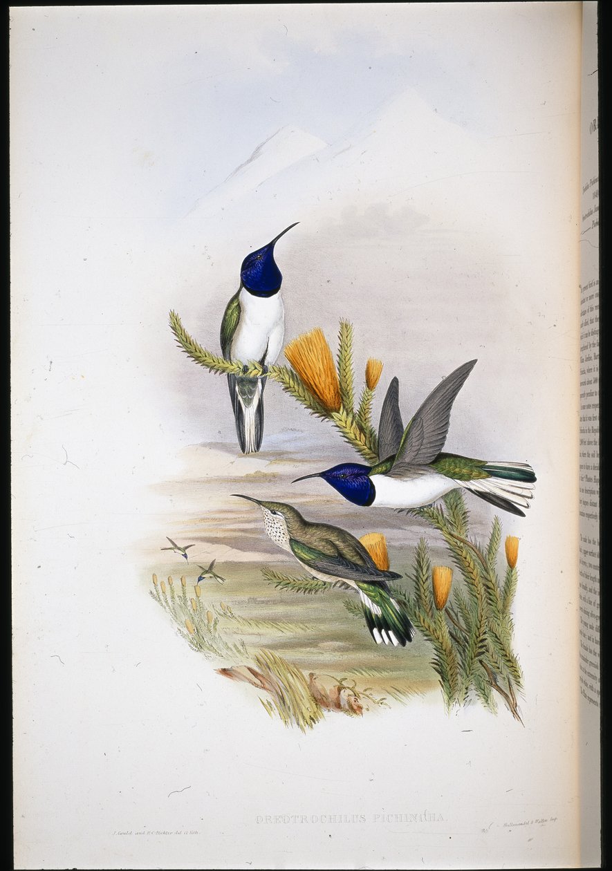 Pichinchian Hill-star (Oreotrochilus Pichincha) (litho colorido à mão) de John (after) Gould