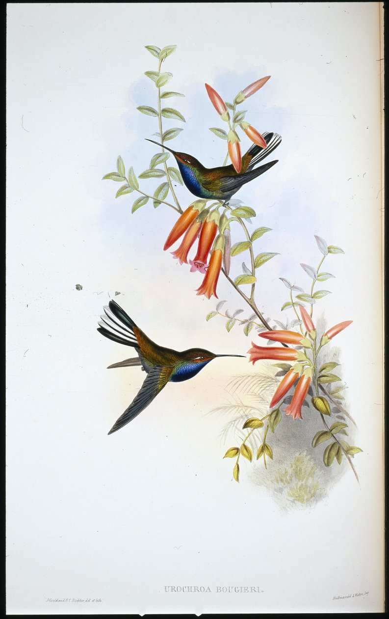 Beija-flor (Urochroa Bougieri) (cor da mão) de John (after) Gould