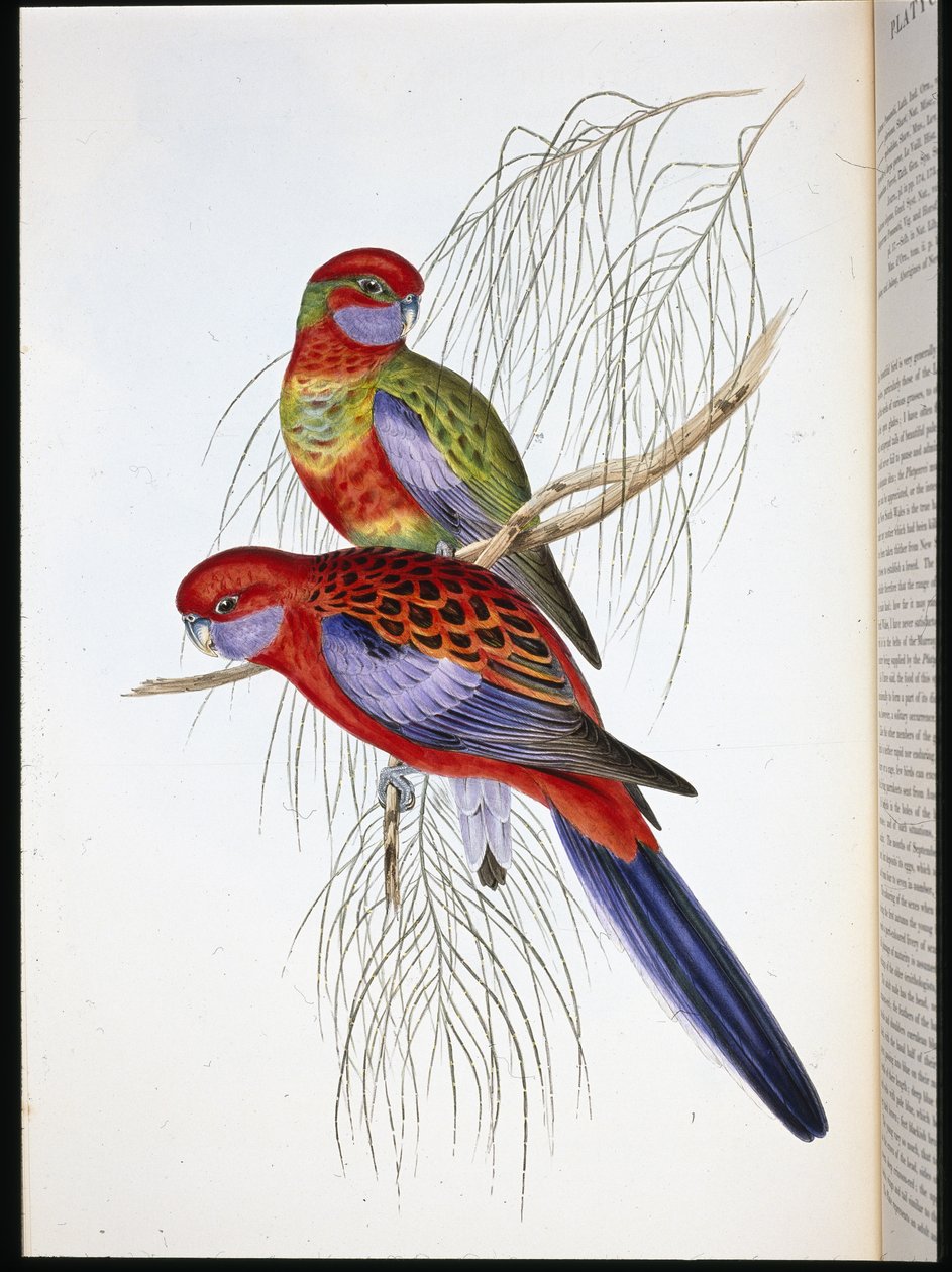 Platycercus pennantii (litho colorido à mão) de John (after) Gould