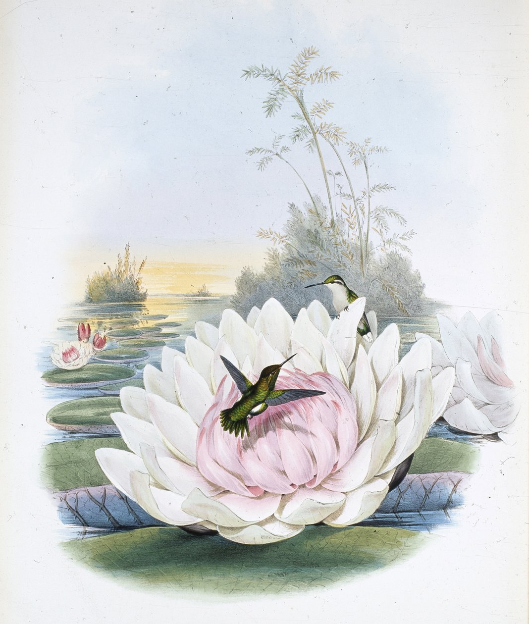 A Esmeralda de Poortman (chlorostilbon Portmanni) deve ser (chlorostilbon Poortmanni) (litho colorido à mão) de John (after) Gould
