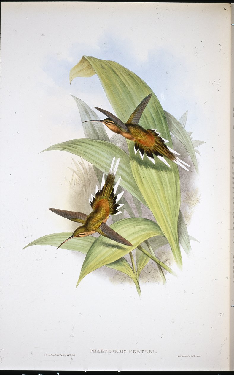 Eremita de Pretre (Phaethornis Pretrei) (litografia colorida à mão) de John (after) Gould