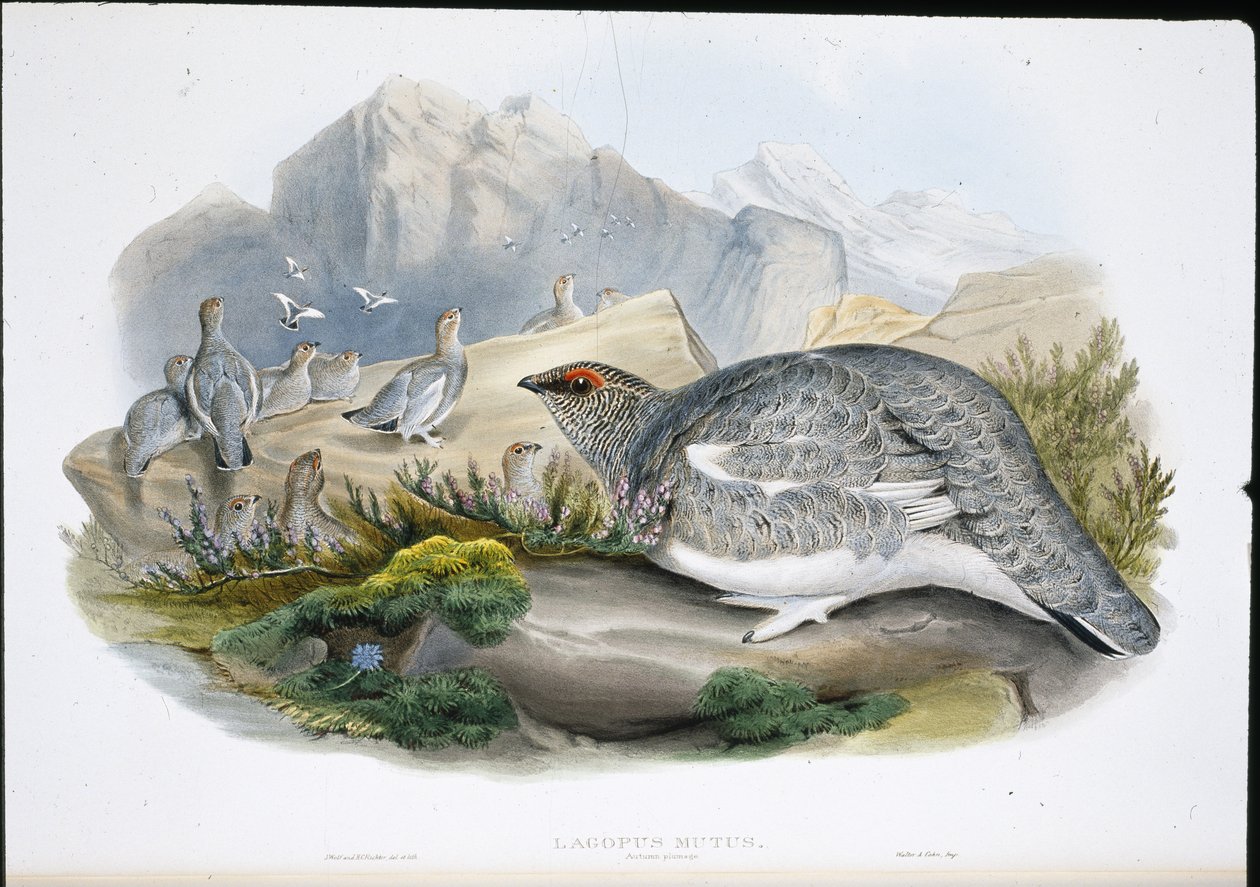 Ptarmigan (Plumagem de Outono) (Lagopus Mutus) (Litho colorido à mão) de John (after) Gould