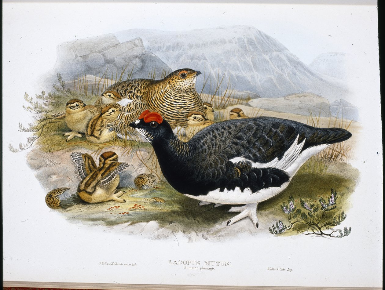 Ptarmigan (Lagopus Mutus) (Lagopus Mutus) (Litho colorido à mão) de John (after) Gould