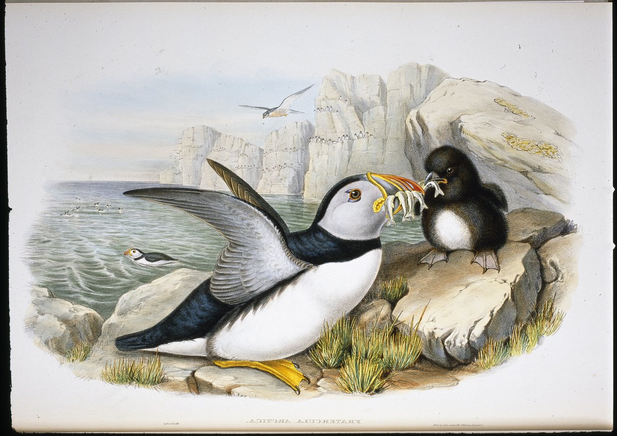 Puffin (Fratercula Arctica) (litho colorido à mão) de John (after) Gould