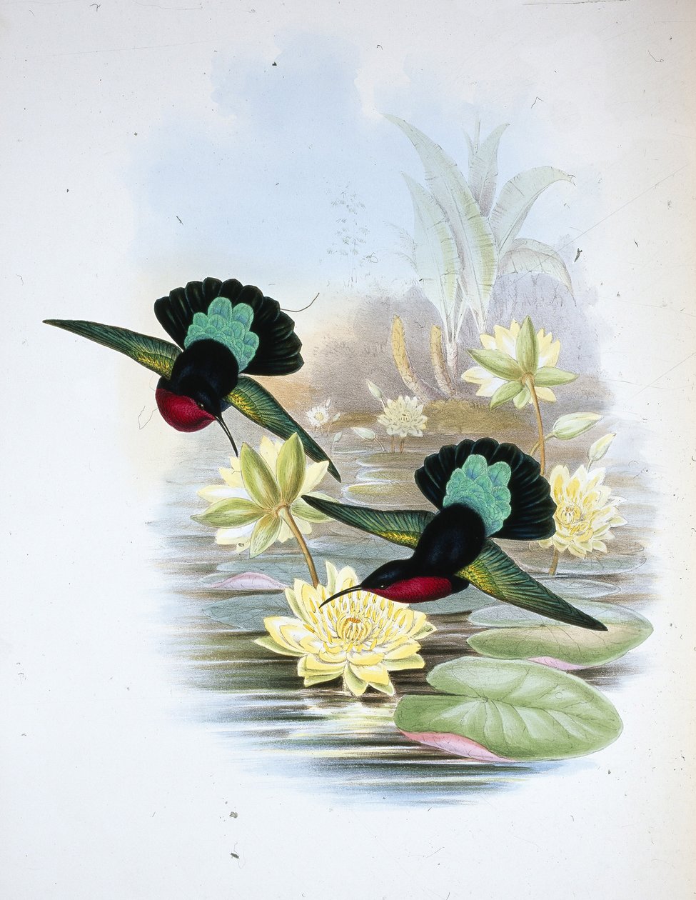 Caraíbas de peito roxo (Eulampis Jugularis) (litho cor de mão) de John (after) Gould