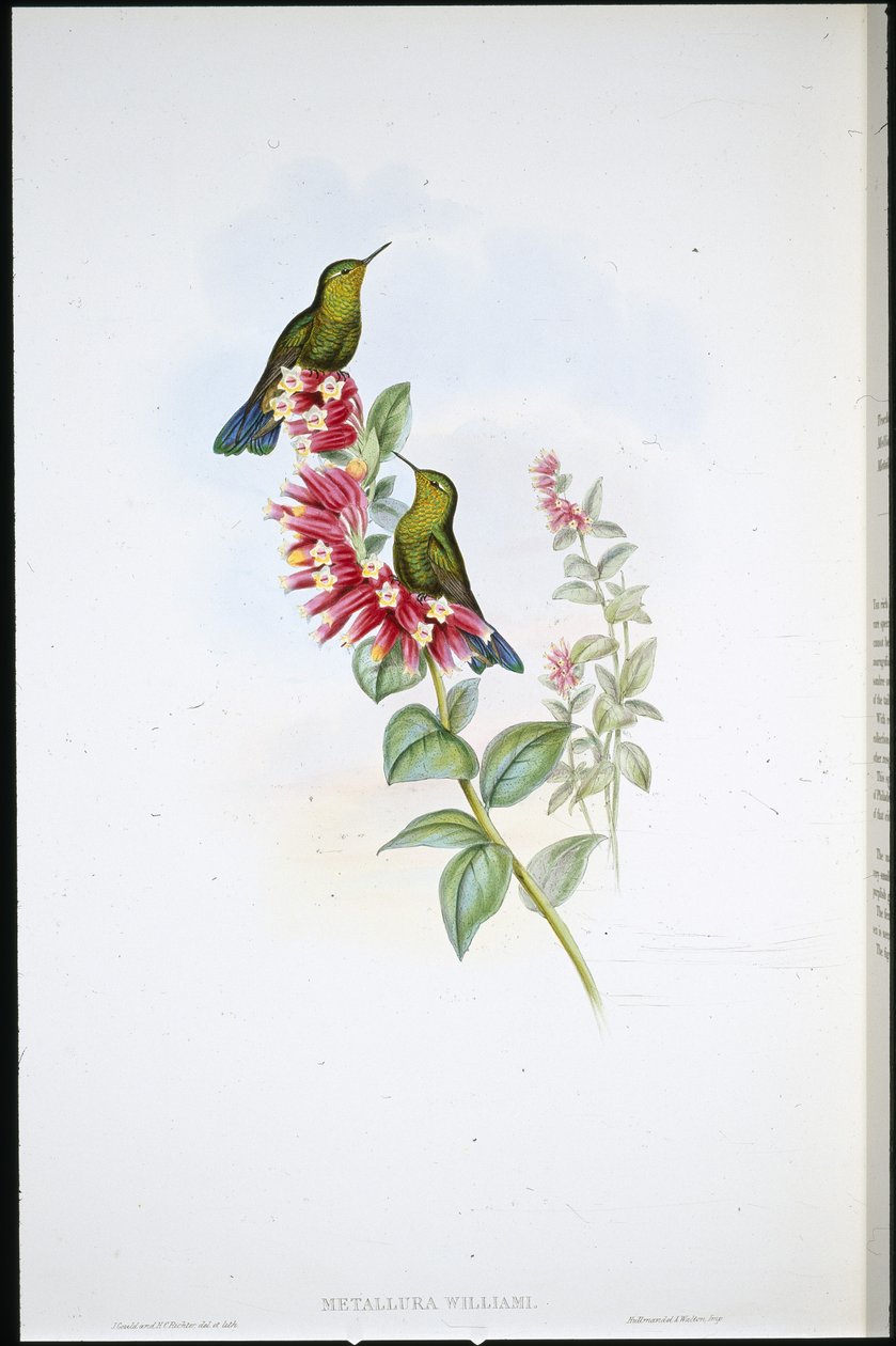 Rabo púrpura (Metallura Williami) (cor da mão) de John (after) Gould
