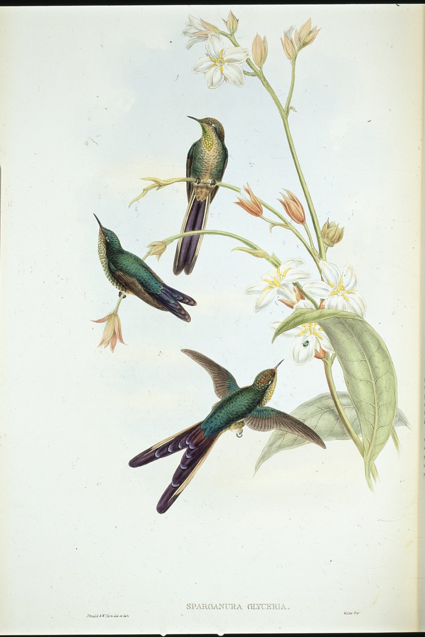 Beija-flor-comum de cauda roxa (Sparganura Glyceria) (litho da cor da mão) de John (after) Gould