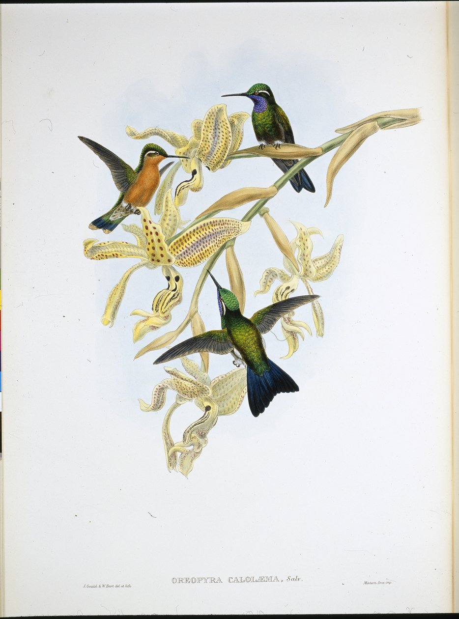 Beija-flor de garganta roxa (Oreopyra Calolaema) (litho colorido à mão) de John (after) Gould