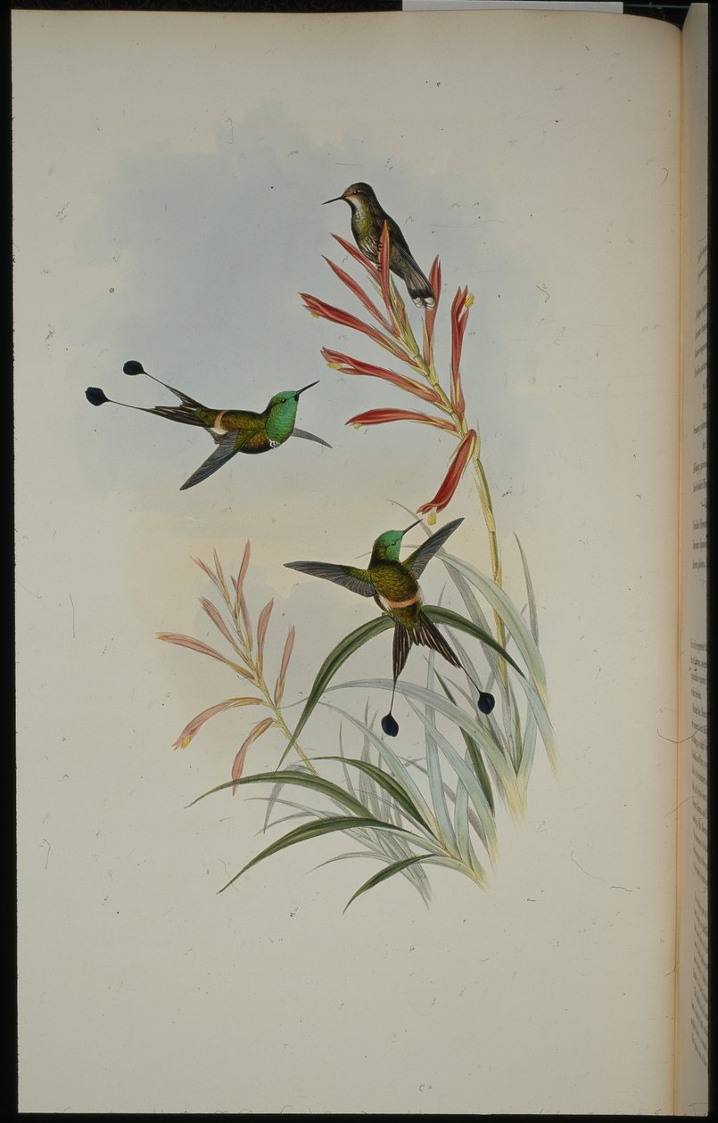 Raquete-cavalo (Discura Longicauda) (litho colorido à mão) de John (after) Gould