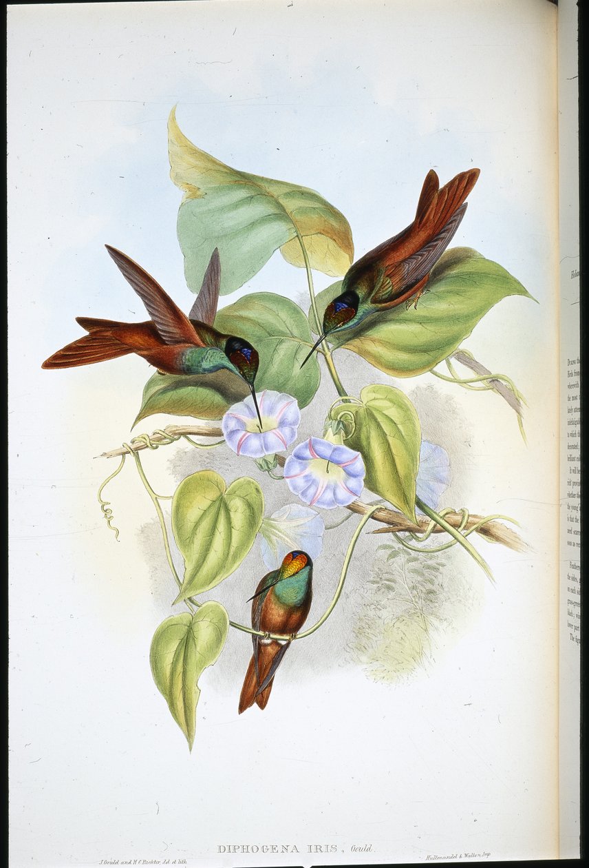 Arco-íris (Diphogena Iris) (litho colorido à mão) de John (after) Gould