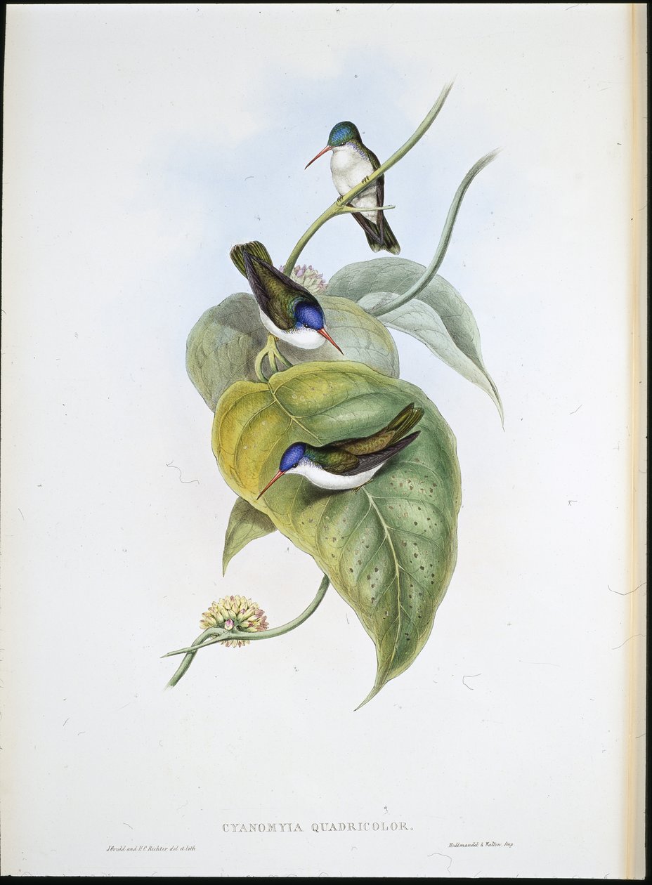 Castanho-azulado (Cyanomyia Quadricolor) (cor da mão) de John (after) Gould