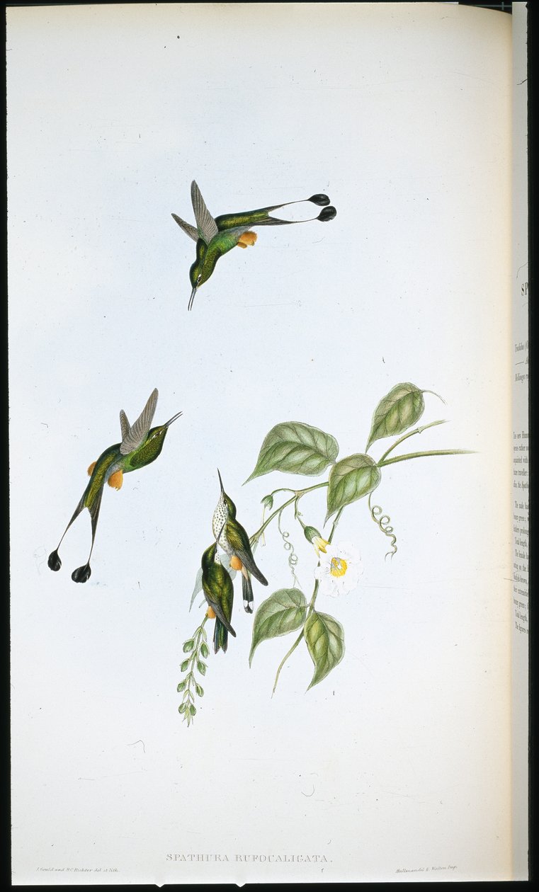 Raquete-rabo-de-cauda-vermelha (Spathura Rufocaligata) (litho colorido à mão) de John (after) Gould