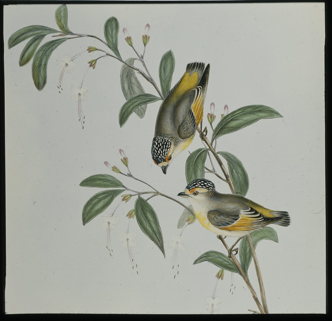 Pardalote (pardalotus rubricatus) (pardalotus rubricatus) de cor vermelha (pardalotus rubricatus) (cor da mão) de John (after) Gould