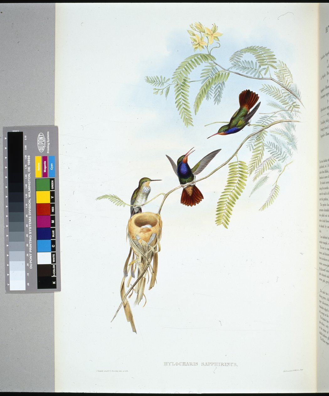 Safira de garganta vermelha (hylocharis sapphirinus) (litho colorido à mão) de John (after) Gould
