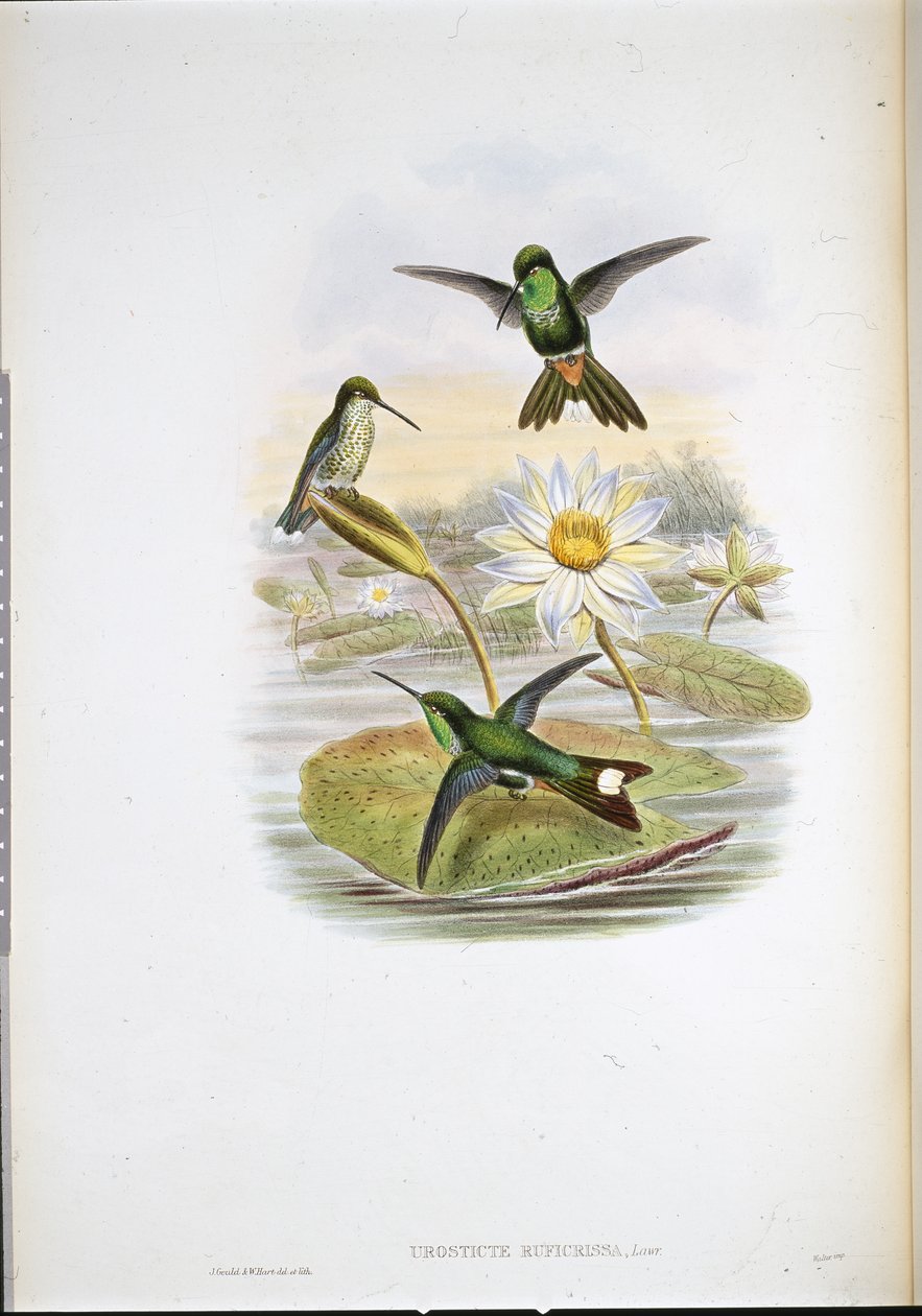 Beija-flor de ponta branca com ventilação vermelha (Urosticte Ruficrissa) (litho de cor de mão) de John (after) Gould