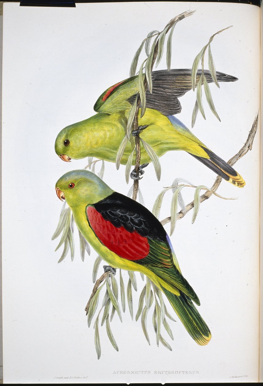 Lory de asa vermelha (Aprosmictus Erythropterus ) (litho de cor de mão) de John (after) Gould