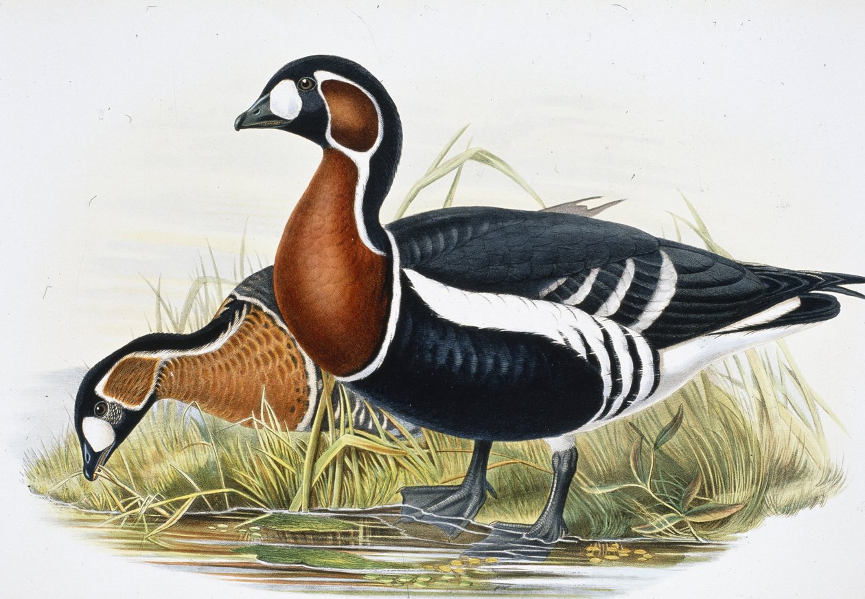 Ganso do peito vermelho (Bernicla Ruficollis (litho da cor da mão) de John (after) Gould