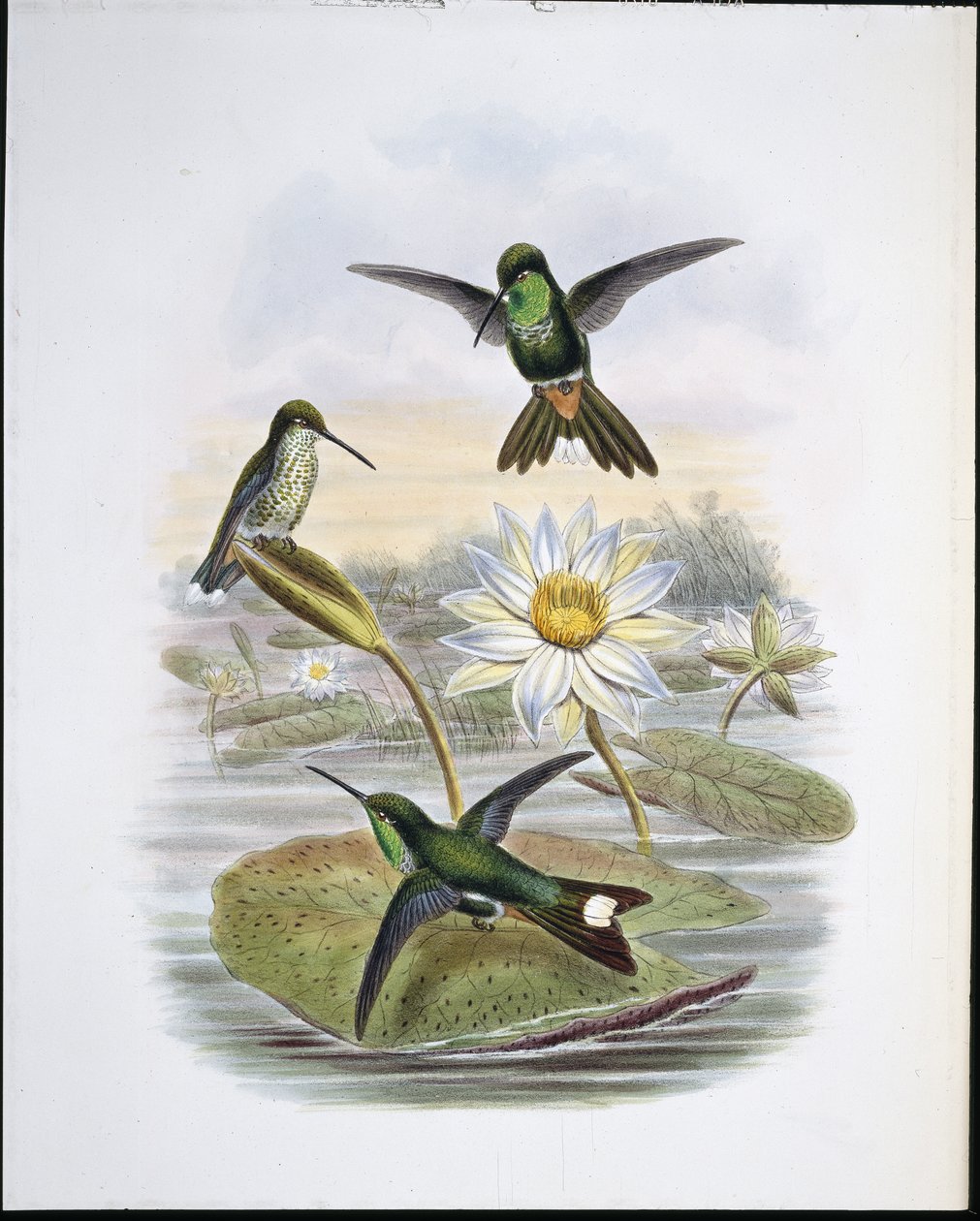 Red Vented White Tip (litho colorido à mão) de John (after) Gould