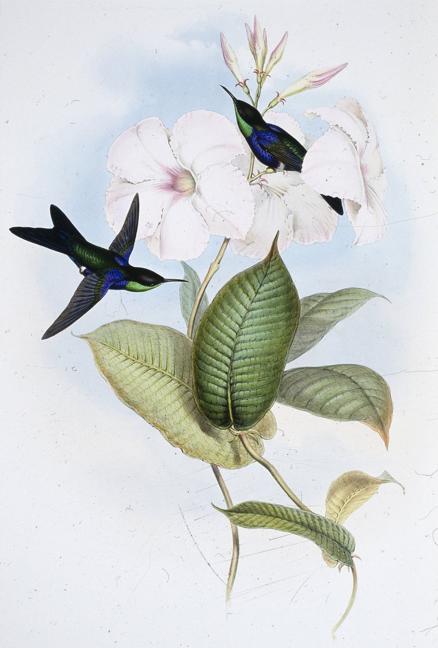 Panoplites Refulgentes (Thalurania Refulgens) (Litho de cor de mão) de John (after) Gould