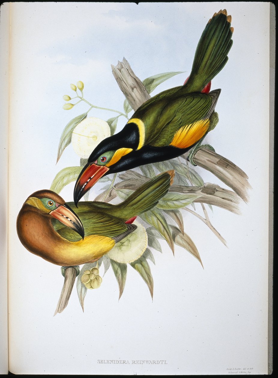 Tucano de Reinwardt (Selenidera Reinwardti) (cor da mão, litho) de John (after) Gould