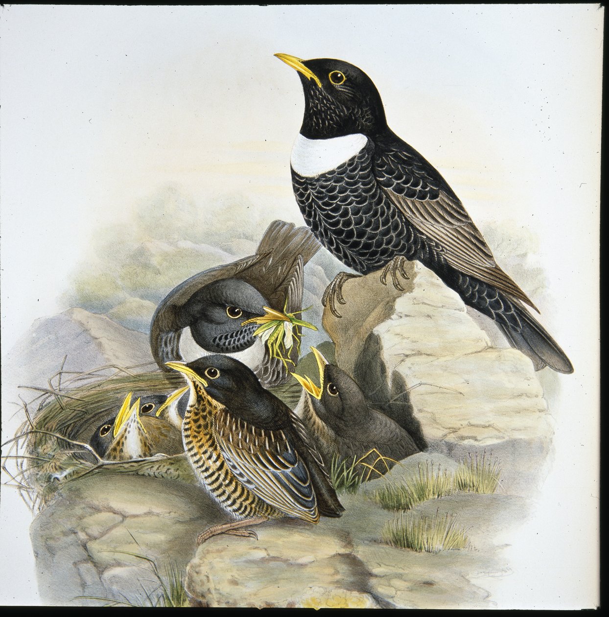 Anel Ouzel (Mer Ulatorquata) (litro colorido à mão) de John (after) Gould