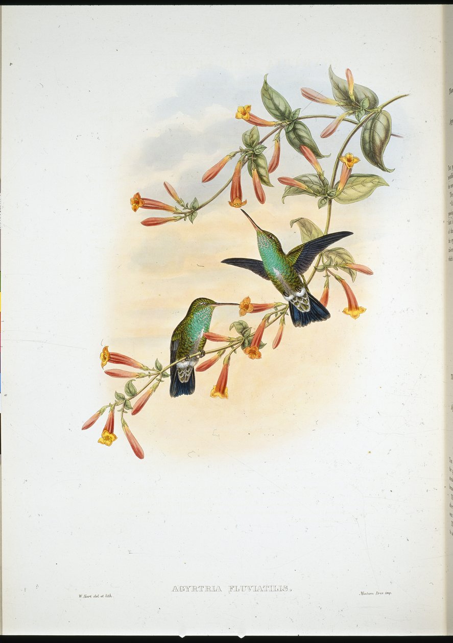 Esmeralda ribeirinha (Agyrtria Fluviatilis) (litografia colorida à mão) de John (after) Gould