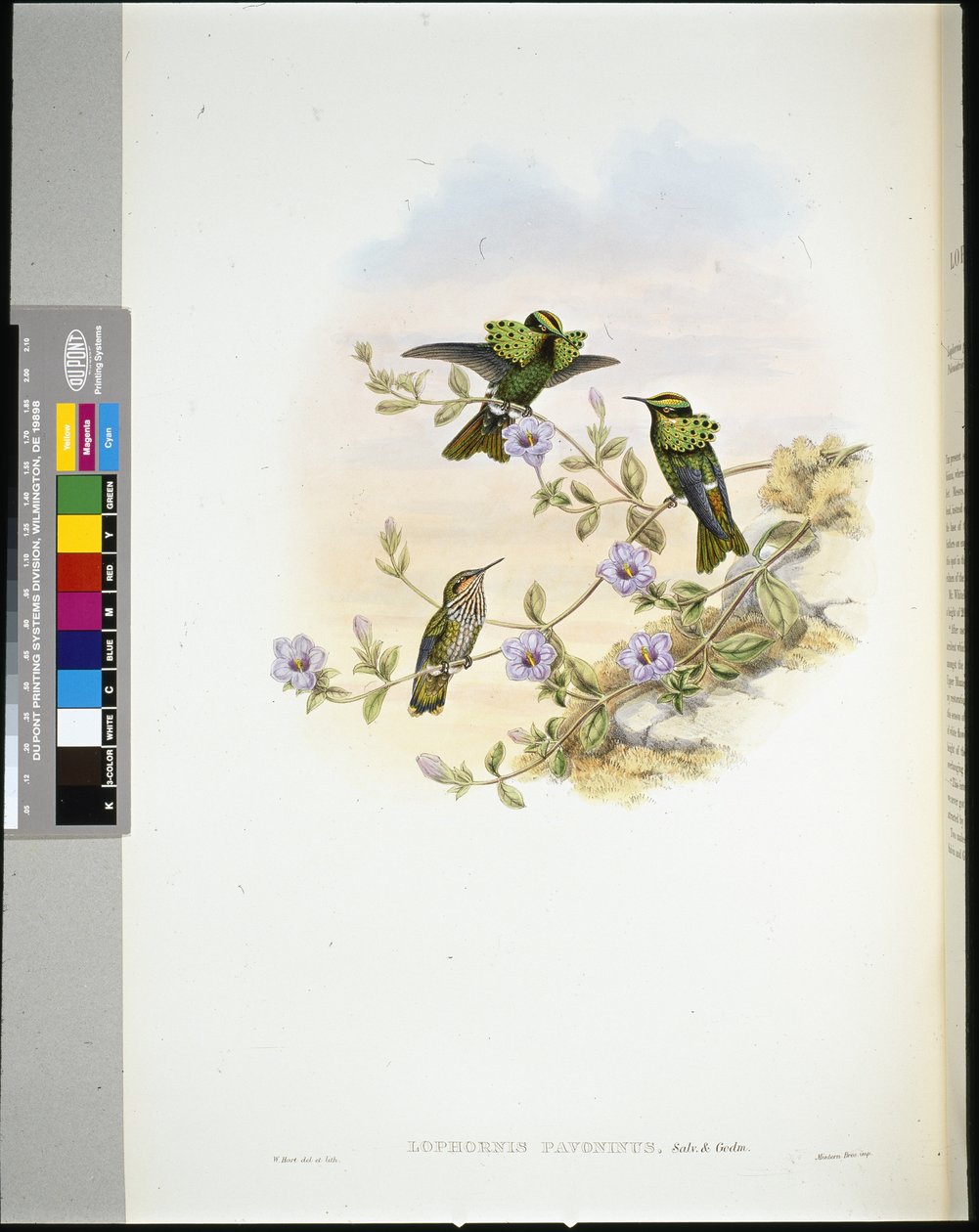 Roraima Coquette (lophornis pavoninus) (litho colorido à mão) de John (after) Gould