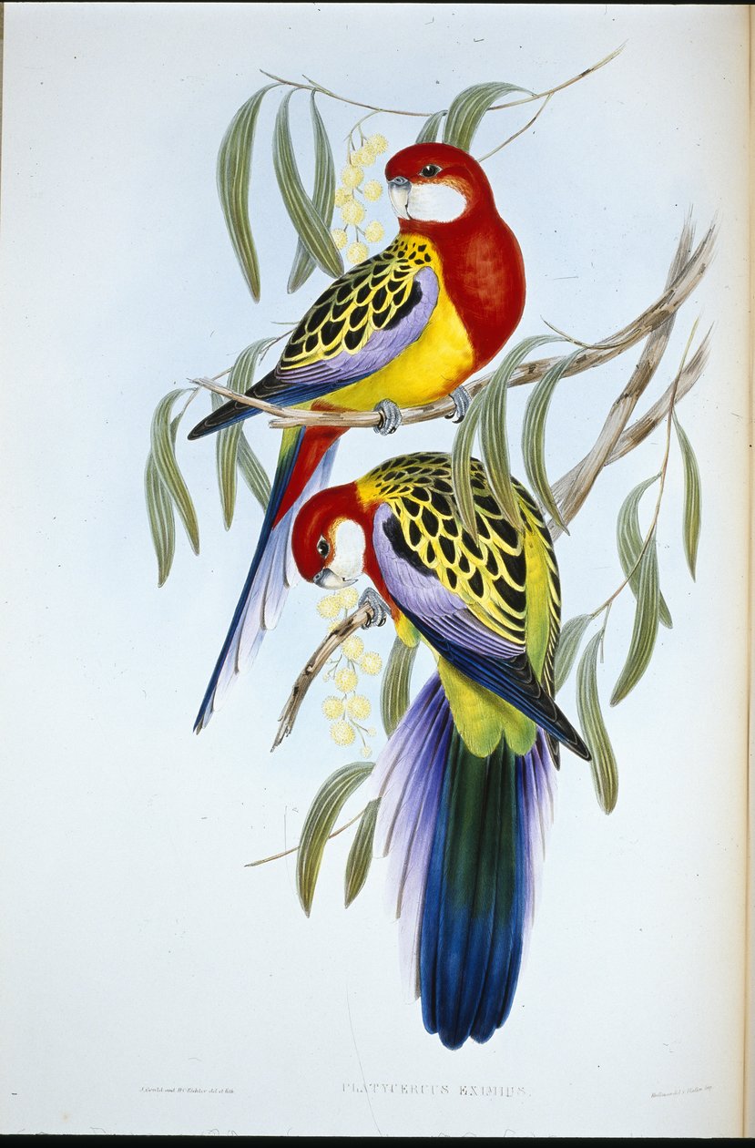 Periquito-de-bico-rosa (Platycercus Eximius) (litho colorido à mão) de John (after) Gould