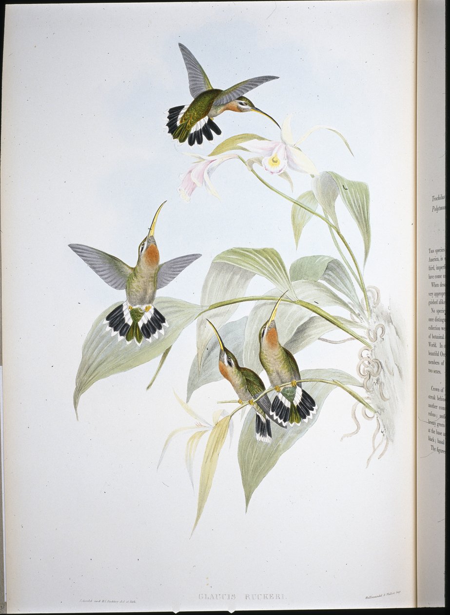 Eremita do Rucker (Glaucis Ruckeri) (litografia colorida à mão) de John (after) Gould