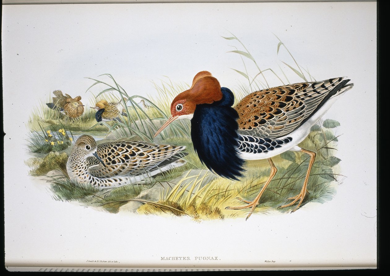 Ruff (Machetes Pugnax) (litho colorido à mão) de John (after) Gould