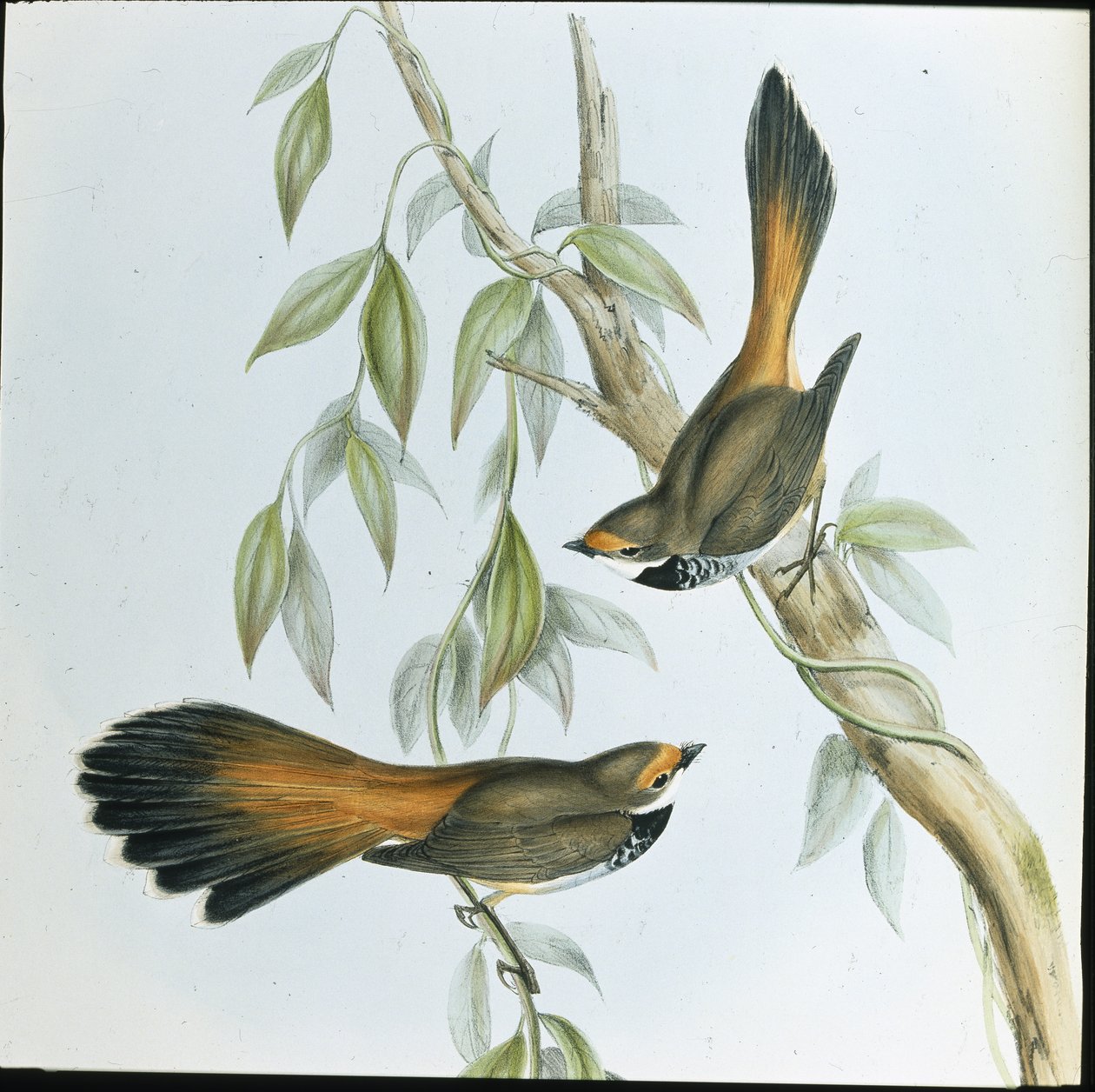 Fantail Rufous-fronted (Rhipidura Rufifrons) (litho colorido à mão) de John (after) Gould