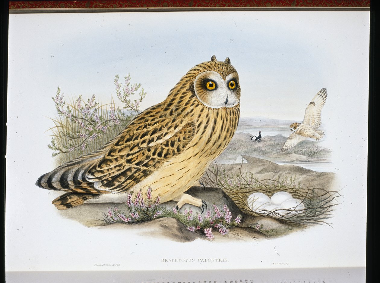 CURTO-AURIDO OWL (Brachyotus Palustris) (litho colorido à mão) de John (after) Gould