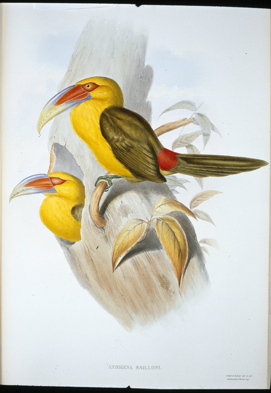 Tucano da Colina de Açafrão (Andigena Bailloni) (cor da mão) de John (after) Gould