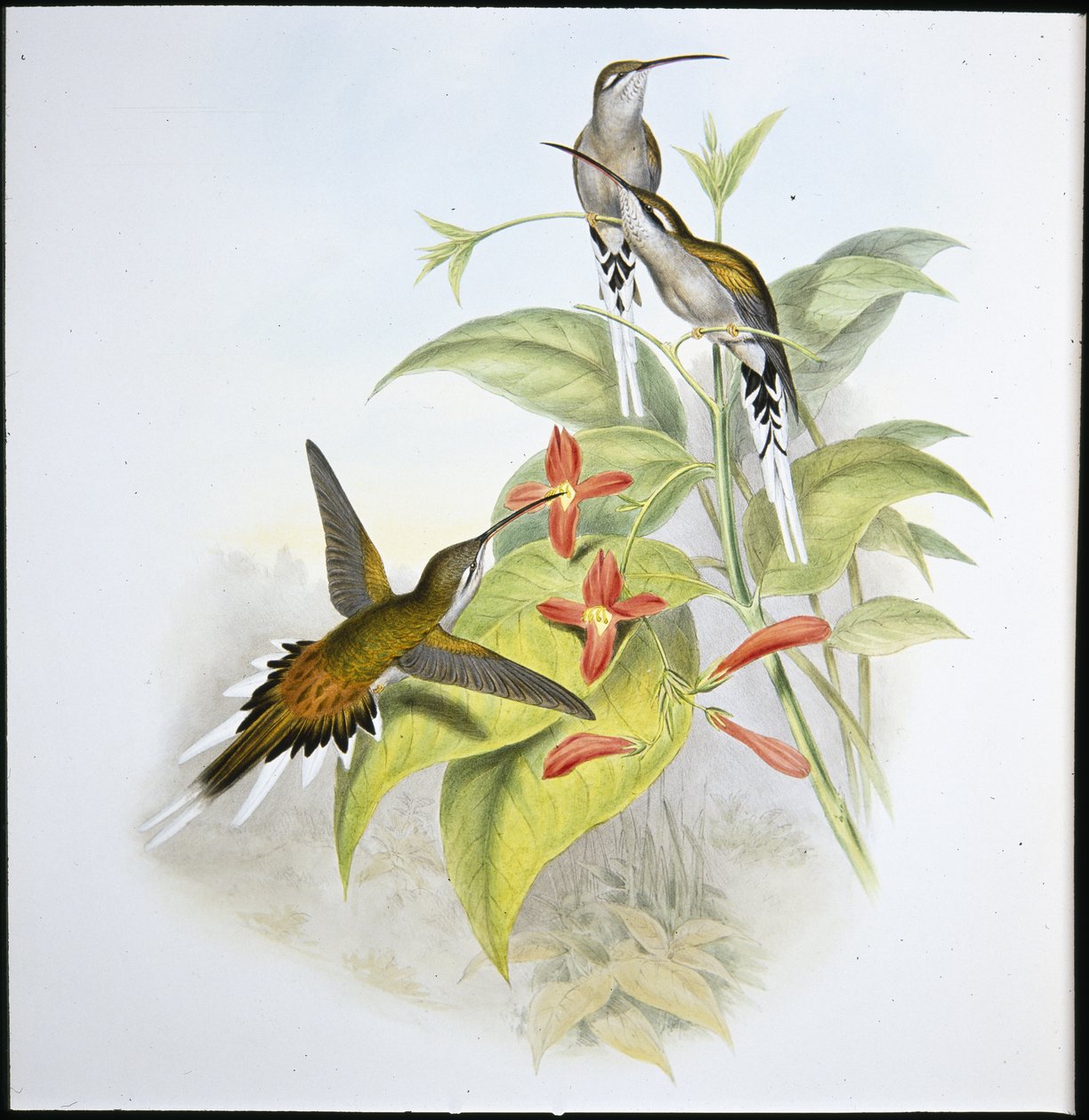 Eremita da Salle (Phaethornis Augusti) (litografia colorida à mão) de John (after) Gould