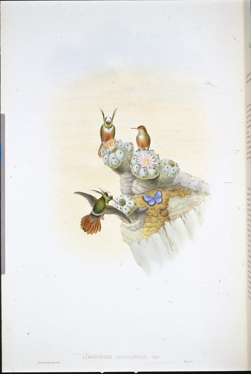 Beija-flor Coquette de Salvin (Lophornis Adorabilis) (litho de cor de mão) de John (after) Gould